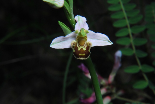 Da determinare: Ophrys apifera